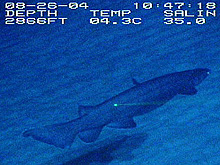 frilled shark, Chlamydoselachus anguineus