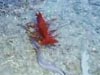 A giant red shrimp hovers just above the sea floor.