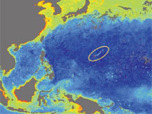 SEAWIFS ocean colour in May 2003.