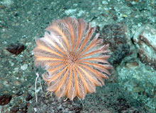 Stalked crinoid on the caldera seafloor  at West Rota volcano.