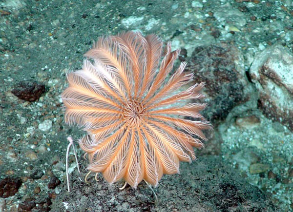 Stalked crinoid on the caldera seafloor  at West Rota volcano.