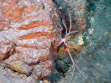 Columnar jointing in pumice boulder on the top of West Rota volcano.