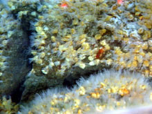 Close-up of a vent barnacle that we're currently trying to identify.