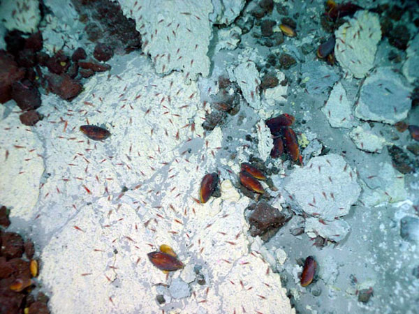 These microbial mats are similar in composition to those as seen at the Yellow Top Vent site.