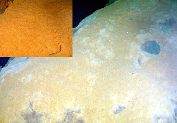 Thick covering of yellow and orange microbial mats as seen at the Yellow Top diffuse flow venting site.