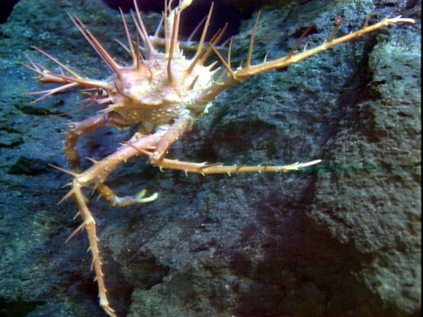 Unusual spiny crab