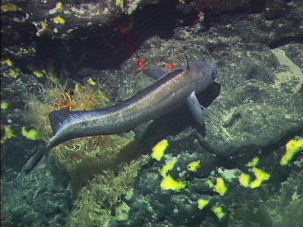 A gadid foraging amongst the basalt.