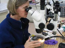 Research assistant Susan Mills examines the basalt blocks recovered from Manning seamount.