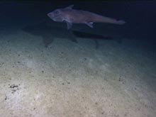 Chimaera on Bear Seamount.