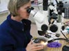 Susan Mills examines the basalt blocks recovered from Manning Seamount.