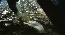 Collecting fossil corals with a scoop-action using a net and the Hercules scissor claw.