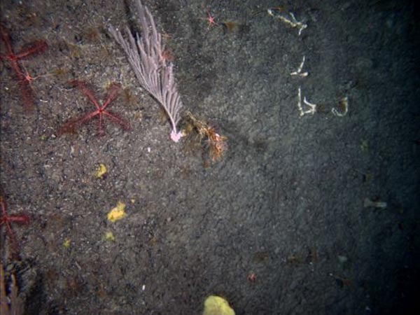 A single coral after color balancing.