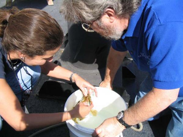 Inspecting the sargassum catch.