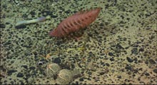 A strange spoon worm, an elegant sea pen, a stalked crinoid, and two xenophyophores with brittle stars.