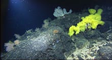 Various species of corals and sponges on Retriever Seamount.