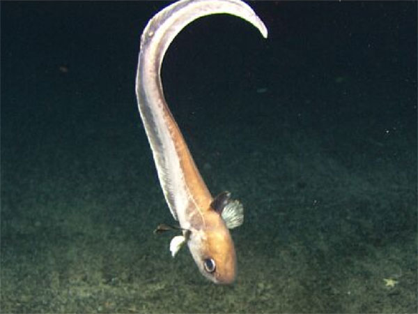 Roundnose in a head-down swimming posture.