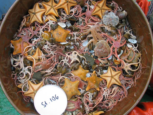 Bottom trawl treasures from the Chukchi Sea shelf near the Canada Basin.