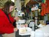 Scientist Bodil Bluhm looks at the benthic treasures brought up by the beam trawl under a microscope.