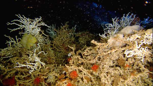 Figure 3. Mixed coral habitat on the Blake Plateau.