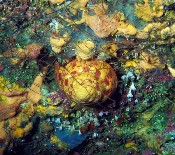 Figure 2. The shallowest dwelling slit shell, Entemnotrochus adansonianus, beneath a net-like branching atipatharian coral, and above a group of white solitary corals (Thalamophyllia sp).