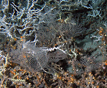 Primnoid octocorals