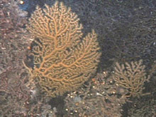 Figure 3: Paramuricea coral.