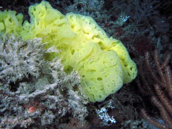 Figure 1:  A hexactinellid sponge.