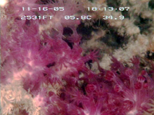 Figure 2: Delicate purple octocoral polyps provide some color among the brown of standing dead coral.