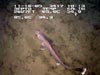 Small shark moving through the coral mounds.