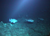 A single wreckfish on the left and a school of barrelfish swim onto the crest of Miami Terrace.