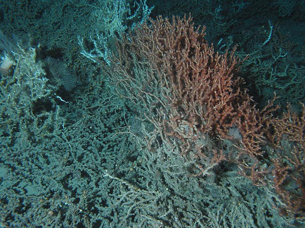 Figure 4:  An orange Lophelia discovered during this expedition.