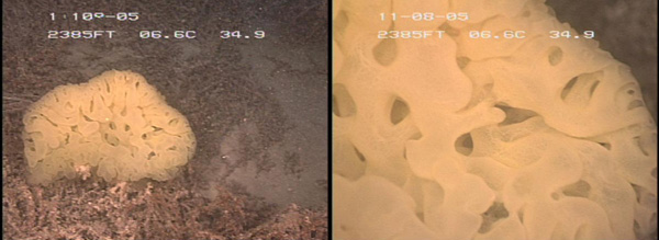 Figure 1: Two views of a glass sponge in the class Hexactinellida.