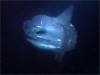 This ocean sunfish was about 5 feet long and probably weighed 300-500 pounds.