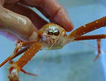 photoreceptors of crab collected from 1800 feet