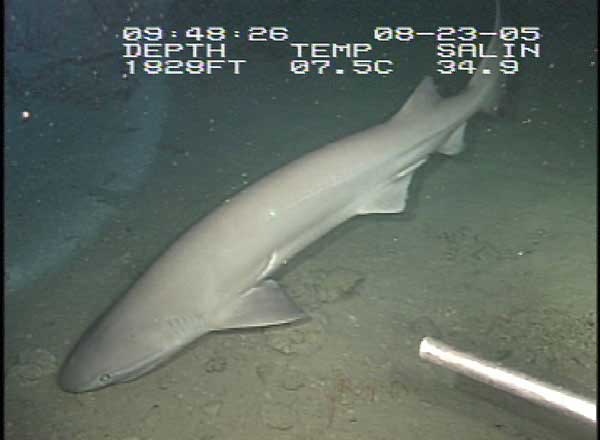 The six-gill shark, approximately 8 feet long.