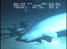 Shark attracted by the fish pieces attached to the tip of the EITS frame and in its bait cage