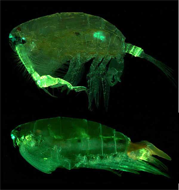 The pontellid copepod Pontella securifer