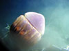 A basketball-sized jellyfish passes directly in front of the viewport on the Pisces V submarine.