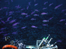 Large schools of mau mau fish call the summit of Giggenbach volcano home.