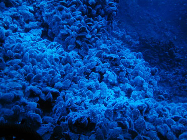 The shallow depth to the top of Giggenbach volcano (~100 m) meant that sunlight penetrated the ocean, enabling Pisces V to navigate.