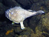  An angler fish lies in wait on young lava flows from Volcano W.