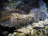 A colony of barnacles at a hydrothermal vent on Clark Volcano at 880 meters (2900 feet) depth.