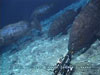 The Giant grouper fish of the Giggenbach volcano.