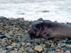 A female Southern elephant seal.