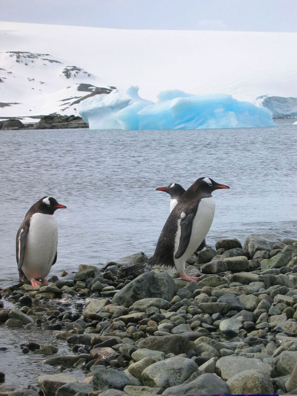 three Gentoo penguins