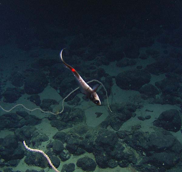 Grenadier in a head-down posture