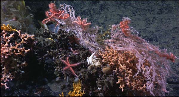 A coral complex from Manning Seamount