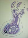 Histological section of Metallogorgia melanotrichos  polyp with developing eggs (oocytes).