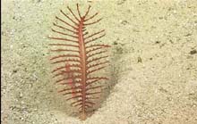 Sea Pen with shrimp