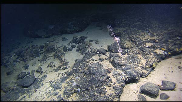 juvenile groomed poodle coral